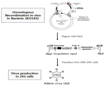 ARL6IP1/SPG4발현을 위한 Adeno viral vector 제작