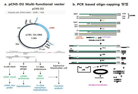 pCNS-D2 vector, PCR based oligo-capping 방법에 의한 full-length cDNA 라이브러리 제작 방법