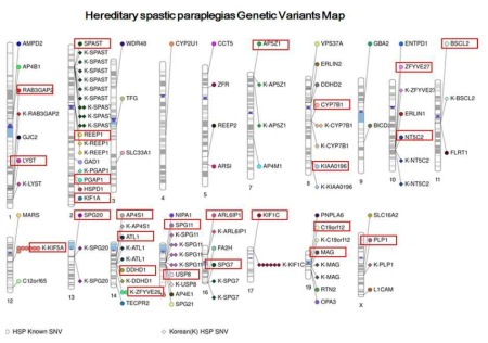 한국인 HSP(유전성 강직성 하반신마비) Genetic map 구축