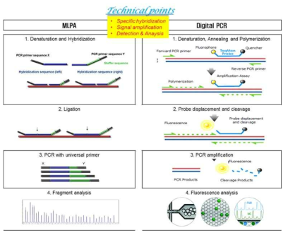 MLPA법과 Digital PCR법의 비교