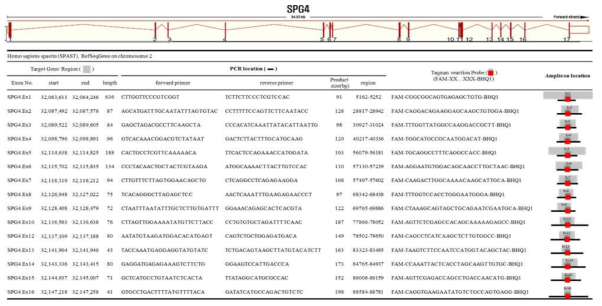SPG4유전자의 각 엑손별 Taqman reaction 구성 primer 및 probe들