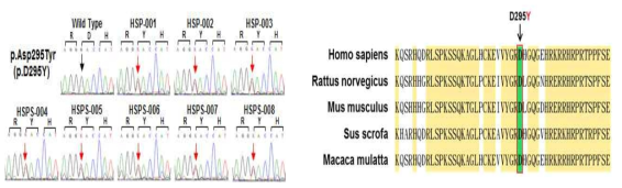HSP1의 c.883G>T 변이 및 진화적 보존 확인