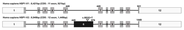인간 HSP1 variants 및 SNP 영역