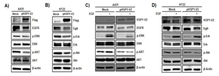 HSP1 V2의 과발현에 의한 ERK/AKT signal 억제 확인