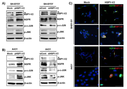 HSP1-V2 과발현에 의한 NGFR pathway의 활성화