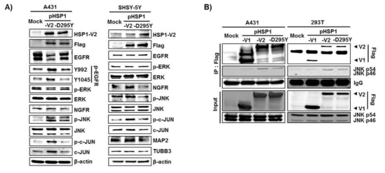 환자유래 변이 D295Y에 의한 EGFR 비활성화/NGFR 활성화 및 JNK와의 결합 저해