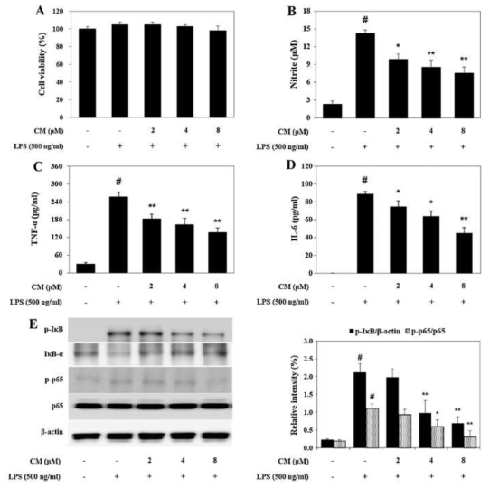 Effect of CM on the production of pro-inflammatory mediators and activation of NF-κB in LPS-stimulated RAW 264.7 macrophage cells. (A) Effect of CM on the viability of RAW264.7 macrophages. The cells were treated with CM (2, 4 and 8 lM) for 1 h prior to incubation with LPS (500 ng/ml) and were further incubated for 20 h. No noticeable cell death was observed by CM. (B–D) The levels of NO and pro-inflammatory cytokines were determined by the NO assay and ELISA assay. (E) The cells were treated with CM for 1 h prior to incubation with LPS and were further incubated for 30 min. The levels of IкB and NF-κB phosphorylation were detected using Western blot analysis. Quantitative analysis was performed by densitometric analysis. β-actin was used as an internal control. Data are expressed as means ± S.D. #p < 0.01 indicates statistically significantly different from vehicle group. *p < 0.05 and **p < 0.01 indicate a statistically significant difference compared with the LPS group