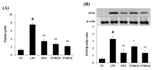 The extract of P. tomentosa stem bark (PTBE) reduces the levels of NO and iNOS in the ALI mice (A) NO production was measured in the serum using the Griess reagent. (B) The expression of iNOS was determined using Western blot analysis. Data are expressed as the mean ± S.D. #p < 0.01 indicates statistically significantly different from normal control group. *p < 0.05 and **p < 0.01 indicates statistically significant difference compared to the LPS group