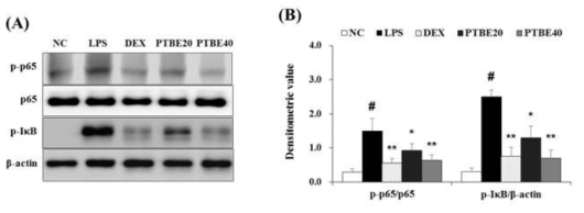 The extract of P. tomentosa stem bark (PTBE) suppresses the NF-κB activation in the lung of ALI mice. (A) The phosphorylation of IκB and NF-κB p65 were detected using Western blot analysis. (B) Quantitative analysis was performed by densitometric analysis. Data are expressed as the mean ± S.D. #p < 0.01 indicates statistically significantly different from normal control group. *p < 0.05 and **p < 0.01 indicates statistically significant difference compared to the LPS group
