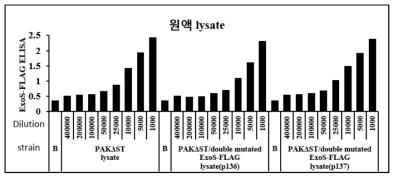 ExoS 특이적 반응을 이용한 ExoS-Flag ELISA assay system의 condition
