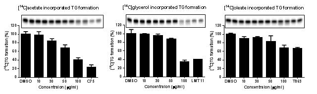 Lipid profile analyzed by TLC using either [14C] acetate, [14C] glycerol, [14C] oleate as radiolabeled substrates. Relative percentage of vehicle control represents was shown as a graph