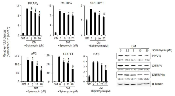 Inhibitory effect of spiramycin on expression of adipogenic transcriptional factors and their adipocyte-specific target genes in 3T3-L1 adipocytes. (A) 3T3-L1 preadipocytes were differentiated into adipocytes in the presence of spiramycin for 6 days. The transcript levels of major adipogenic transcription factors (PPARγ, C/EBPα, and SREBP1) and their adipocyte-specific target genes (aP2, GLUT4, and FAS) were evaluated by qRT-PCR. (B) Western blotting analysis showing the effect of spiramycin on protein levels of major adipogenic transcription factors (PPARγ, C/EBPα, and SREBP1). The numbers at the bottom of the figure indicate the relative intensity of each band (fold-change in comparison with that of the control group), which was estimated using Multi Gauge software version 3.0