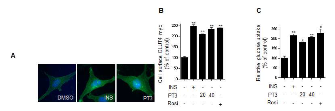 PT3 처리에 따른 GLUT4의 세포막으로의 위치이동 (A, B)과 포도당 흡수능 변화 (C)
