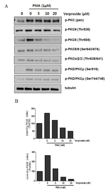 Verproside에 의한 PMA에 활성화된 PKC isozymes의 억제효과