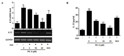 COPD 천연물신약 치료제의 picroside II의 SAA1 의한 IL-33 생성 억제효과. (A) Effect of PIC II on the SAA-induced IL33 mRNA expression was measured by qRT-PCR. NCI-H292 cells were pretreated with indicated concentrations of PIC II or DEX (1μM) for 1h and subsequently treated with SAA (0.5 ㎍/㎖) for 6h. (B) Effect of PIC II on the SAA-induced IL-33 secretion was assayed using ELISA. NCI-H292 cells were pretreated with PIC II or DEX (1 μM) for 1h and subsequently treated with SAA (0.2 ㎍/㎖) for 6h