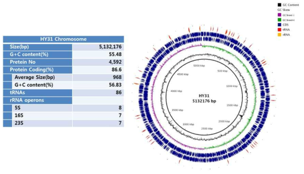Genome map of strain HY-31
