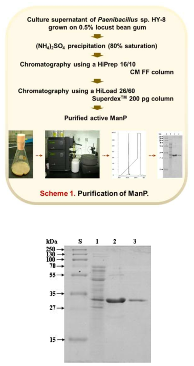 SDS-PAGE of the purified ManP. Lane S, standard marker proteins; lane 1, soluble cell lysate; lane 2, ManP obtained after IEC; lane 3, ManP obtained after GPC