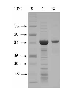 SDS-PAGE of the purified rGluK after affinity chromatography on HisTrapTMHP. Lane S, standard marker proteins; lane 1, soluble cell lysate; lane 2, rGluK