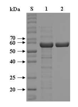 SDS-PAGE of the purified rGluM after affinity chromatography on HisTrapTMHP. Lane S, standard marker proteins; lane 1, soluble cell lysate; lane 2, rXylM