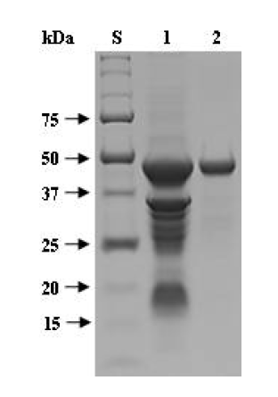 SDS-PAGE of the purified rCelN after affinity chromatography on HisTrapTMHP. Lane S, standard marker proteins; lane 1, soluble cell lysate; lane 2, rCelN
