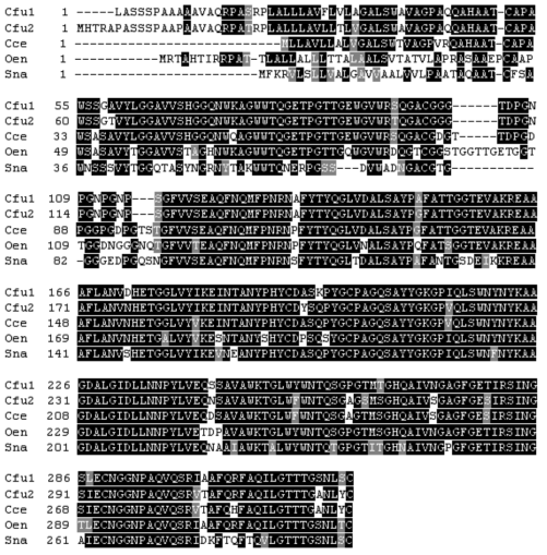 Multiple sequence alignment of ChiJ and its structural homologues