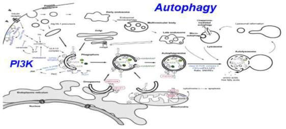 세포내 Autophagy formation pathway