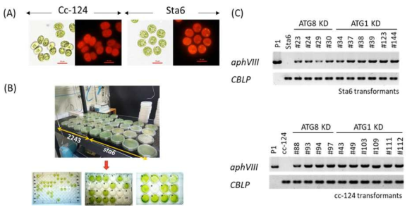 Chlamydomonas reinhardttii에서ATG8 또는ATG1 유전자의RNAi knock-down. (A) 야생형CC-124와 sta6 의 형태학적 차이. (B) Paromomycin내성 형질전환체 선별, (C) gPCR에 의한 aphVIII 유전자 삽입 확인