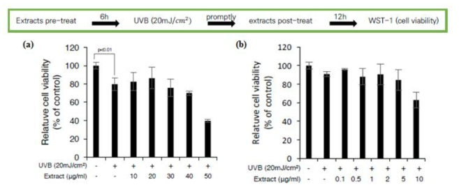 UVB를 조사하여 인간진피섬유아세포(nHDF cell)의 생존능 확인을 퉁한 HS3 추출물 A(a), B(b) 타입의 효능 결과 유의성 있는 자외선 손상 복구 능력이 없는 것으로 분석됨