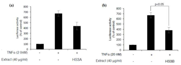 섬유아세포(NIH3T3)에 TNF a(20nM)로 염증을 유도하여 세포내 염증반응 마커 NF-êB의 발현 억제력을 평가함. 40ug/ml HS3 A/B 추출물 모두에서 효능을 확인함