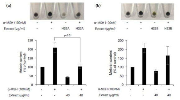 B16F10 cell에 a-MSH 멜라닌 유발 물질을 처리하여 세포내 멜리닌 양을 측정하므로 Anti-melanogenesis 효능을 확인함. 40ug/ml HS3 A/B 추출물 모두에서 효능을 확인함