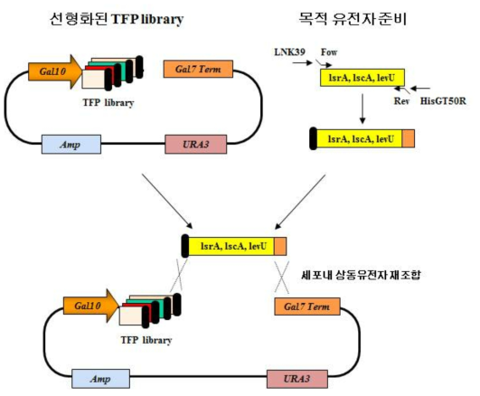 상동유전자 재조합에의한 TFP 발현벡터 구축방법