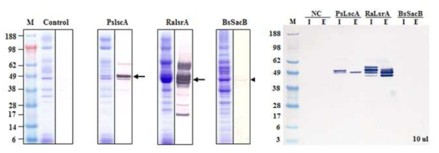 레반슈크라제 PslscA, RalsrA 및 BsSacB 의 분비 발현 및 분비율 비교를 위한 western blotting (I: 세포내, E: 세포외)