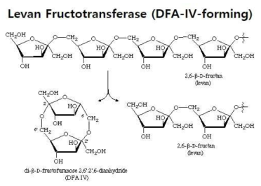 DFA-IV의 효소적 전환 과정