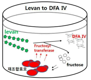 세포공장시스템을 이용한 DFA-IV 직접 생산 모식도