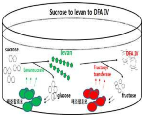 효모 세포공장시스템을 이용한 단일단계 DFA-IV 생산반응 모식도