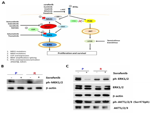 R 세포주내의 소라페닙 표적 신호전달경로 활성화 조사
