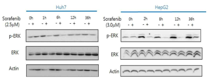 소라페닙 처리 후 ERK의 활성조사