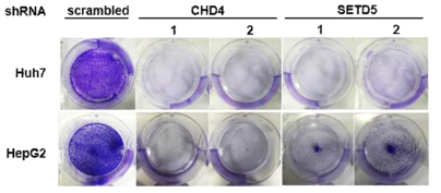 Colony formation assay