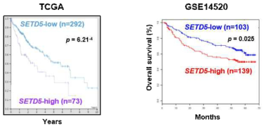 SETD5 발현과 간암환자 생존율