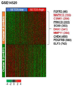 SETD5 발현 상관 유전자 heat map
