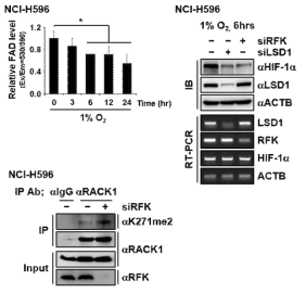 FAD 생합성조절과 HIF-1α 단백질 안정성