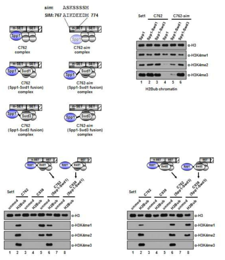 Set1C 효소 활성에 대한 allosteric regulation 기전 규명