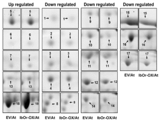 IbOr 과발현 애기장대 식물체 (IbOr OX)에서 발현이 변화된 단백질 spot