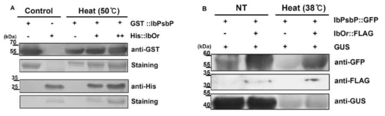 IbPsbP 단백질을 보호하는 IbOr holdase chaperone 활성
