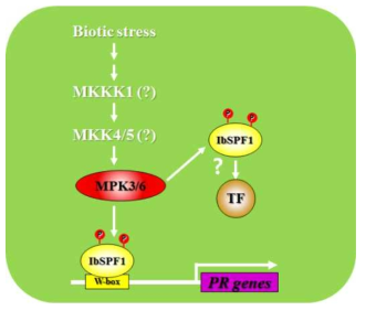 식물 병원균 방어기작에서 IbMPK/IbMPK6에 의해 인산화 되는 IbSPF1 전사인자