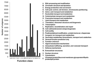 KOG function classification of transcriptome of sweetpotato tuberous root