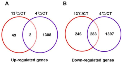 Venn diagrams of genes regulated by storage temperature (13°C vs CT; 4°C vs CT)