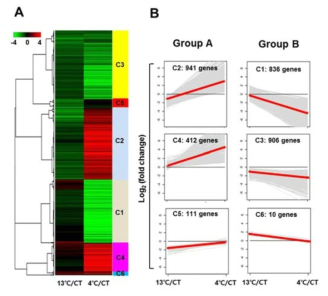 Cluster analysis of gene expression patterns during storage at 13°C or 4°C