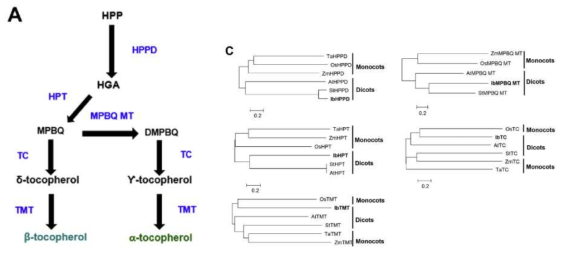 토코페롤 생합성경로 및 토코페롤 생합성 유전자 비교분석