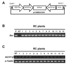 IbCHY-β 발현억제 고구마 식물체(RC)의 개발